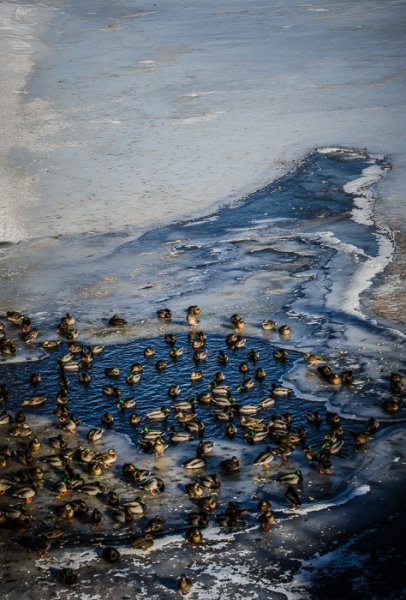 Ducks on frozen Lachine CanalISO 100 - 70mm - f7.1 - 1/200 sec