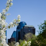 Blossom on McGill University