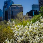 Blossom on McGill University