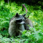 Raccoon on Mount Royal