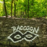 Raccoon graffiti tag