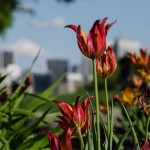 Tulips on avenue du Parc