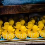 Raft of yellow ducks