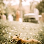 The Notre Dame des Neiges Cemetery Fox
