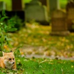 The Notre Dame des Neiges Cemetery Fox