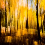 Autumn color abstract