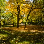 Autumn colors on Mount Royal