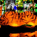 Chinese Garden of Light Tiger Lanterns