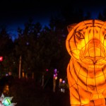 Chinese Garden of Light Tiger Lanterns