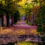 Autumn alley on Le Plateau