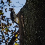 Woodpecker at Notre dame des Neiges Cemetery
