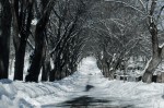 Tree lined lane at Notre Dame des Neiges cemetery
