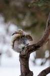 Squirrel in parc Lafontaine