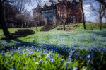 Bluebells at Lady Meredith house