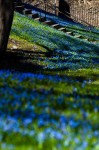 Springtime Bluebells