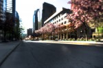 McGill College avenue in blossom