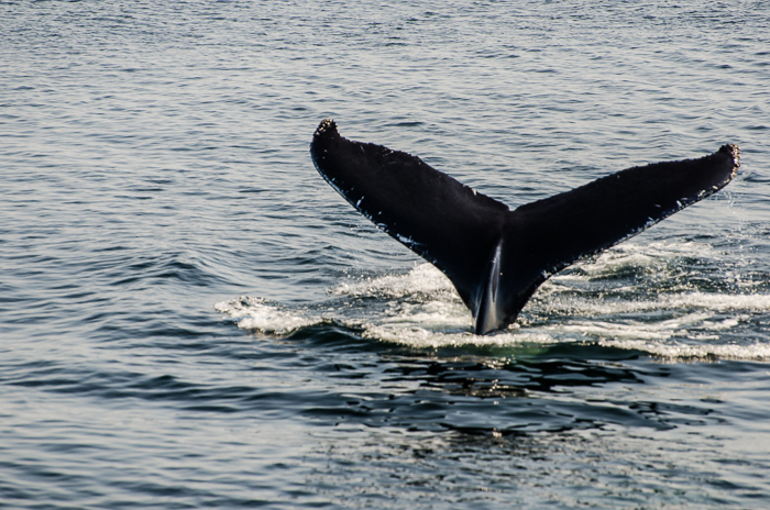 Humpback Whale lifting tail before diving