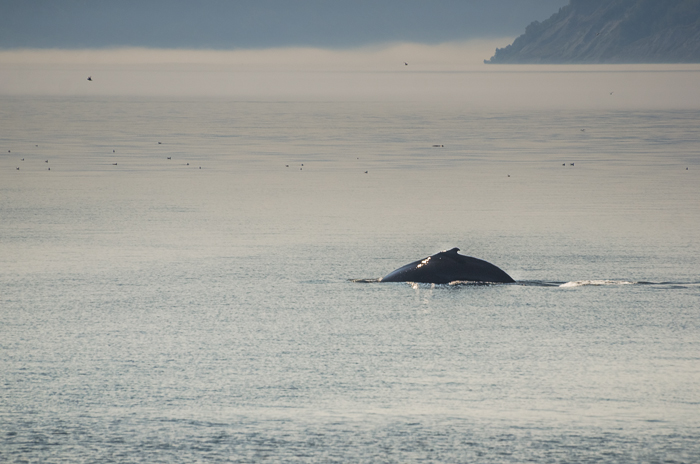 Whale watching at Tadoussac