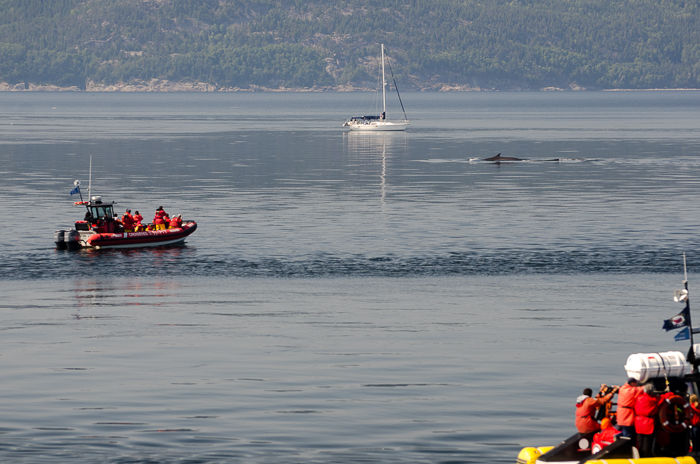 Whale watching on the Saint Lawrence