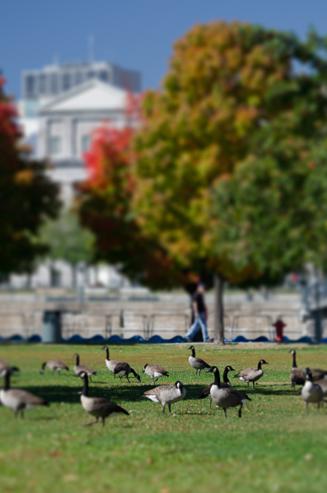 Canadian Geese at Bassin Bonsecours
