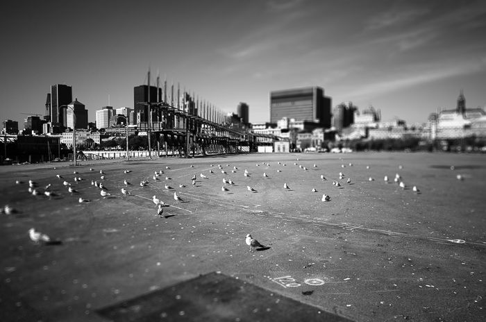 2014-10-02-Resting-Seagulls.jpg
