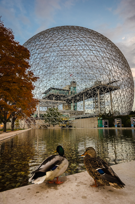Ducks posing at the Biosphère