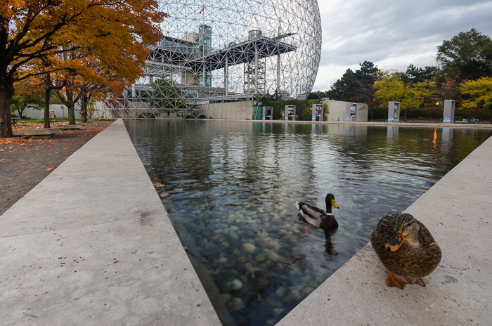 Ducks at the Biosphère