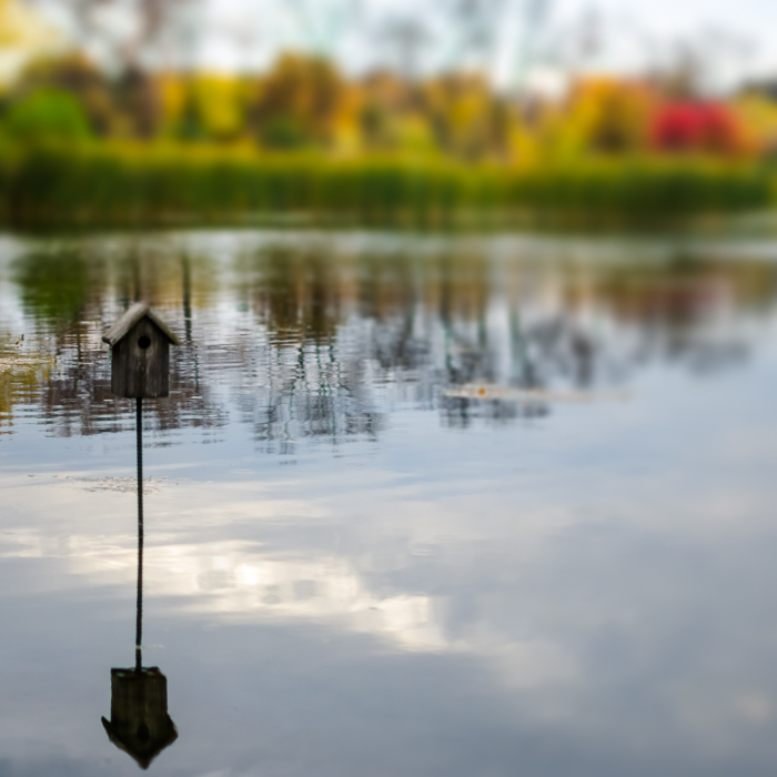 Bird house on the lake