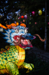 Dragon Chinese lantern