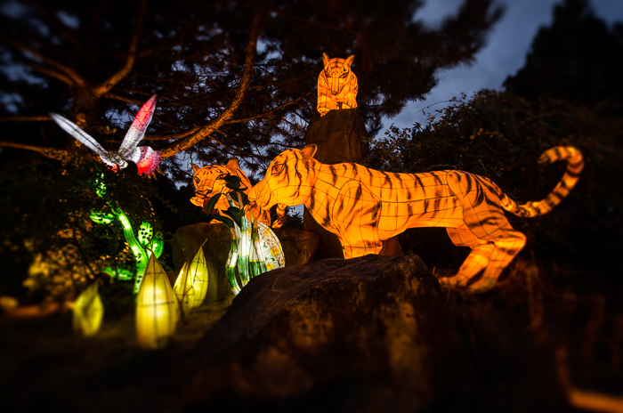 Tiger lanterns
