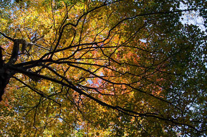 Autumn canopy